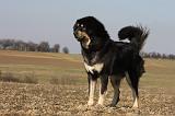DOGUE DU TIBET 208